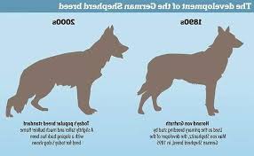 Maybe you would like to learn more about one of these? German Shepherd Without Sloped Back Petsidi
