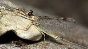 Image result for Macrotyloma stenophyllum