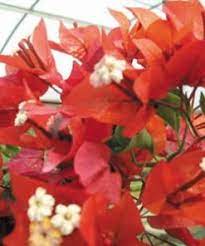 Just in case you don't know, the dark red. Bougainvillea Don Fernando Buy Bougainvilleas Online Westdale Nursery