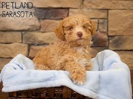 Bichpoo (poochon) puppies for sale are small dogs that love to play, thrive on human affection, and are intelligent. Bichon Poo Puppies Petland Sarasota