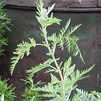 Image result for Artemisia afra