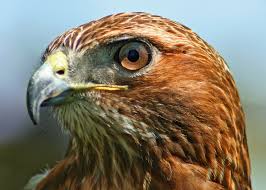 Image result for Red-tailed Hawk