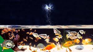 You hire a canoe to go up the gorge then when you get there the usual thing to do is sit on the jetty and have a snack, next thing the wet soggy snack is in the water, from surprise or. Archer Fish Shoot Down Fish Food Youtube