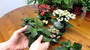 How To Prune Deadhead Kalanchoe Blossfeldiana Succulent Plants Youtube