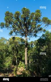 Image result for Araucaria angustifolia