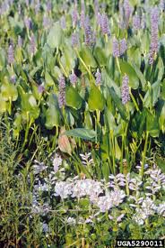 Image result for Pontederia crassipes