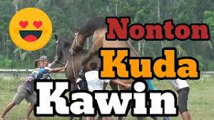 Kuda sumbawa menjadi ikon kota sumbawa mulai dari kuda pacunya hingga olahan susu kuda liar yang sangat melegenda. Nonton Kuda Kawin Antara Tertawa Bahagia Dan Gimana Gituuu Youtube