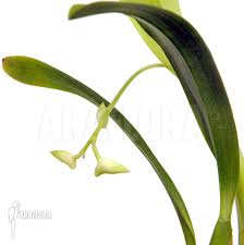 Image result for Polystachya fallax