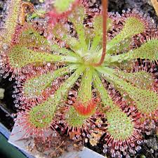 Image result for Drosera burkeana