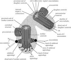 Image result for Centrostigma