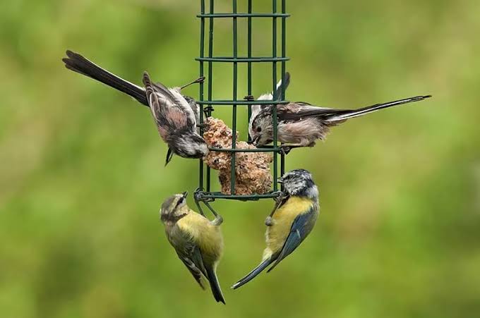 How Do Birds Find Food? | Bird Spot
