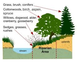 Riparian Zone Information Tanana Valley Watershed Association Forest Garden Watersheds Plant Species