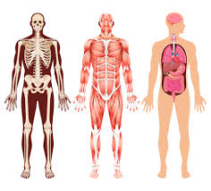 Skeletal muscle produces the most powerful contractions and is essentially. Human Organ Skeleton And Muscular System Vector Illustrations 2094924 Vector Art At Vecteezy