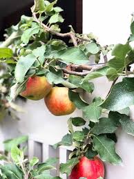 Check spelling or type a new query. When And How To Prune An Apple Espalier