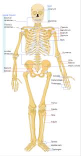 The shiny, articulating cartilage on the ends of a bone. 2 2 2 Human Skeleton