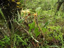 Image result for Cyrtorchis arcuata