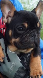 Check spelling or type a new query. French Bulldog Pug Mix Puppies For Sale Near Me