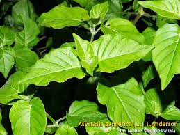 Image result for Asystasia vogeliana