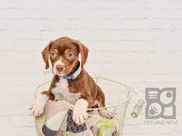 Check Out Our New Puppies Petlandnovi Puppylove Puppyoftheday Cutepuppy Bosgle Puppies Petlandnovi Puppy Store Puppies For Sale Lab Puppies