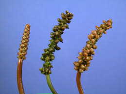 Image result for Potamogeton nodosus