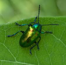 Image result for Chrysochloa hubbardiana