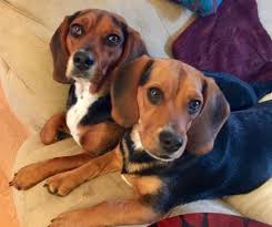 Maybe you would like to learn more about one of these? View Ad Beagle Dog For Adoption Near Maryland Pasadena Usa Adn 39063