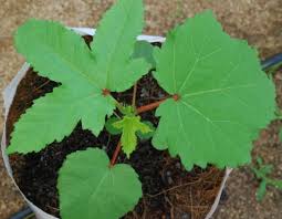 Growing Lady Finger In Pots Containers Indoors Agri Farming