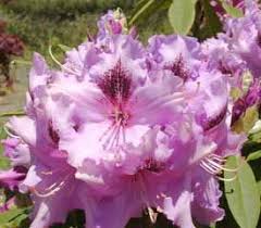 Plant Descriptions Rhododendron Rhododendron Plant Plants