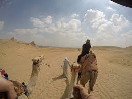 Camels will cost a lot of money. How Much Does Travel To Egypt Cost 8 Days As A Backpacker