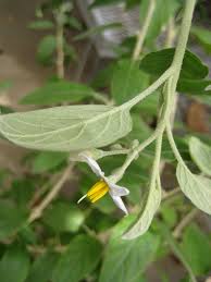 Image result for Solanum tettense