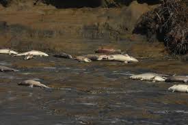 Finding cheap flights from ugashik with skyscanner couldn't be easier, booking your flights from compare cheap flights from ugashik to your chosen destination by simply clicking on the search box. Record Summer Heat That Killed Kuskokwim Salmon Wiped Out At Least 100 000 Fish In Bristol Bay Scientists Say Alaska Public Media