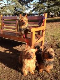 We would like to show you a description here but the site won't allow us. Ausgrove Australian Terriers
