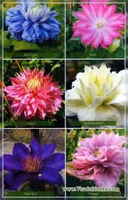 Clematis does best in sun to partial shade where the base of the vine can be kept cool. Clematis Terry Photo Varieties A Site About A Garden A Summer Residence And House Plants