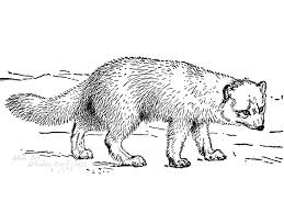 We did not find results for: Printable Realistic Arctic Fox Coloring Page For Both Aldults And Kids