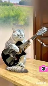 .....................💜🎸💜🎸💜.................