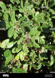 Image result for Zaleya