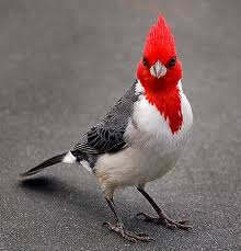 Birds With Red Crested Heads Red Crested Cardinal Beautiful Birds Birds Bird Feathers