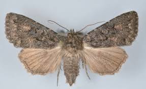 Image result for Ascolepis fibrillosa