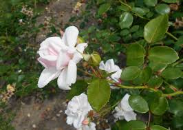 It is very popular among gardeners. Rosa New Dawn Everblooming Dr W Vanfleet New Dawn New Dawn Climbing Rose The New Dawn North Carolina Extension Gardener Plant Toolbox