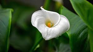Calla So Giftig Ist Die Beliebte Zimmerpflanze Calla Zimmerpflanzen Pflanzen
