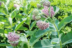 Monarchs are so closely associated with milkweed that they cannot complete their lifecycles without milkweed as a food source. How To Grow And Care For Common Milkweed Plant
