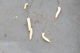 Wohnen sie eher in häusern oder in wohnungen? 51 Larven In Der Wohnung 2021 Photos