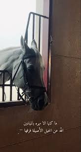 تصوير rsk1971 و الكلام 8v و تصميمي in 2021 emotional photography horse aesthetic instagram photo ideas posts