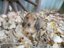 Find the perfect miniature dachshund puppy for sale in wisconsin, wi at puppyfind.com. Beautiful Miniature Dachshund Puppies For Sale In Sheboygan Wisconsin Classified Americanlisted Com