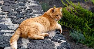 200 Spanish Cat Names Awesome Ideas Find Cat Names