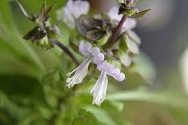 Image result for Ocimum fimbriatum