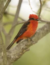 Birds From Ecuador Birds Vermilion Flycatcher Ecuador