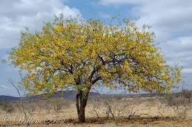 Image result for Cassia abbreviata