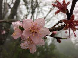 Hehuanshan Nantou Taiwan Cherry Blossom Cherry Blossom Blossom Asia Travel