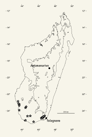 Image result for Hilsenbergia